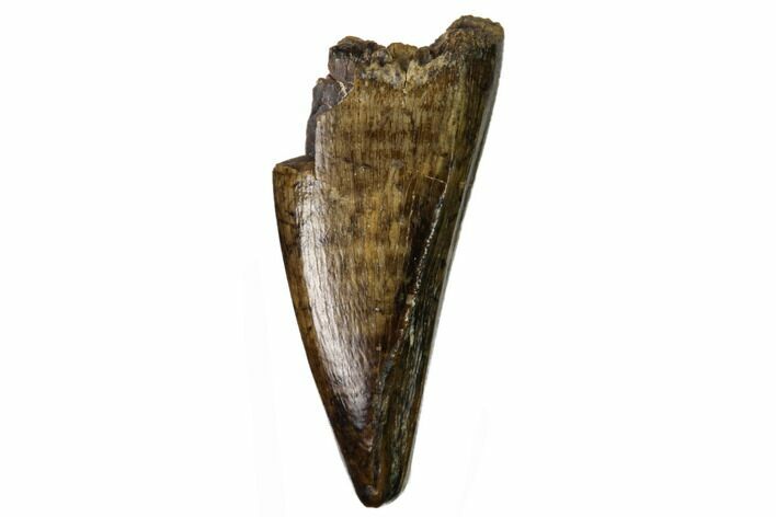 Juvenile Tyrannosaur Premax Tooth - Judith River Formation #164651